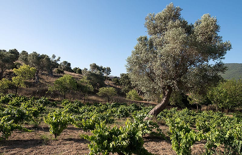 Imagen de olivos y viñas